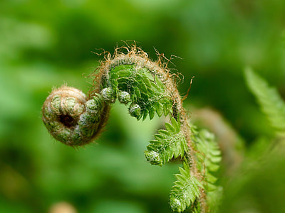 shallow focus photography of fern thumbnail