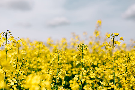 Rape field on a sunny day thumbnail