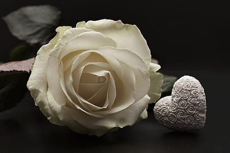 white rose and holly kalp party favor thumbnail