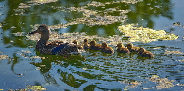 photo of duck and ducklings on body of water thumbnail