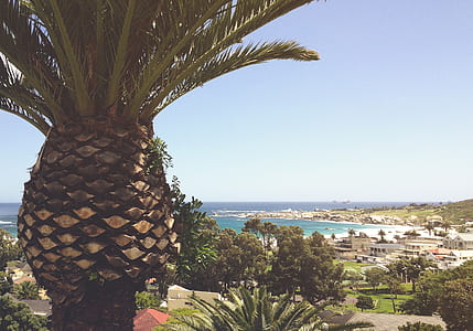 palm trees near houses during daytime thumbnail