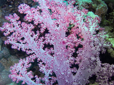 pink flowers thumbnail