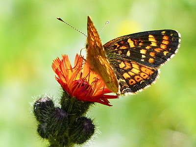 fritillary butterfly perched on red petaled flower in closeup photography thumbnail