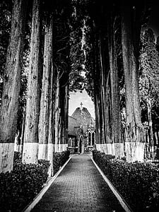 Pathway Through Cathedral Surrounded by Trees in Grayscale Photography thumbnail