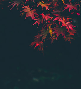red maple leaves photo during night time thumbnail
