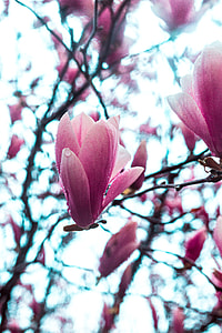 pink Magnolia flowers close-up photo thumbnail