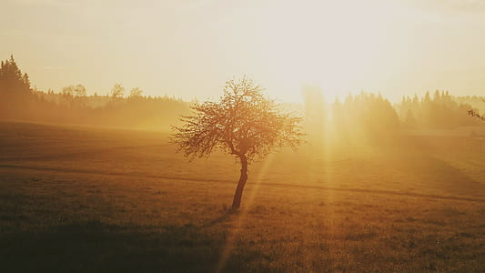 sunrise thumbnail