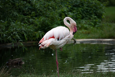 close-up photo of white and red flamingo on body of water thumbnail