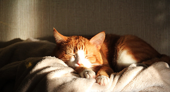 orange tabby cat sleeping thumbnail