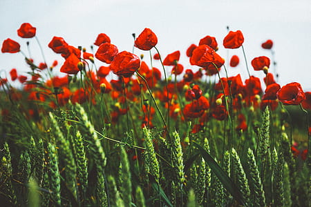 field, flowers, blur, bloom thumbnail