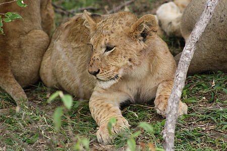 photo of baby lion sitting on grass thumbnail