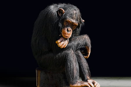 chimpanzee sitting on chair thumbnail