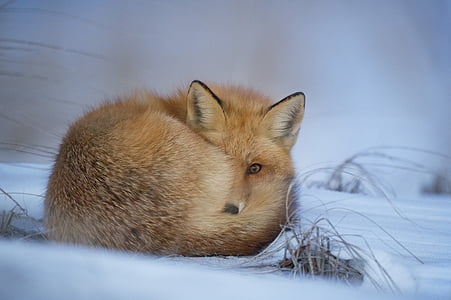 orange fox lying on snow thumbnail
