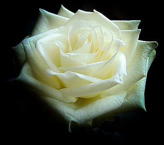 white rose flower thumbnail