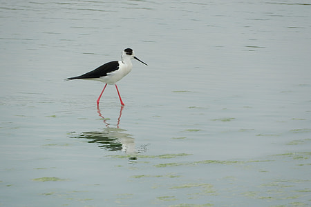 Pisila Stilt, Himantopus Himantopus thumbnail