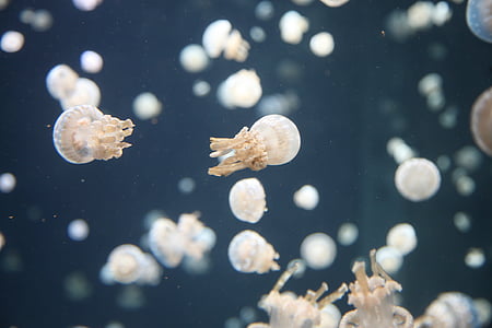 school of jelly fish thumbnail