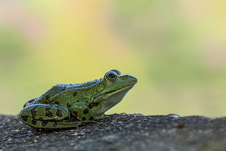 green and black frog closeup photography thumbnail