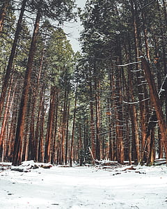green trees surrounded by snow thumbnail