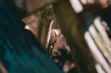 brown lizard on branch thumbnail