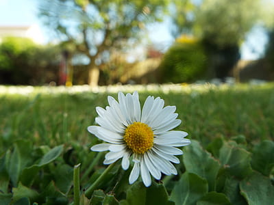 nature, field, garden, grass thumbnail