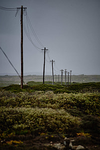 brown utility posts surrounded by plants thumbnail