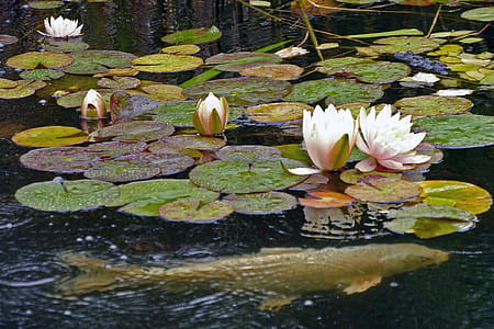Water lily flowers flowing in a koi pond at Deep Cut Gardens in Middletown, NJ. thumbnail