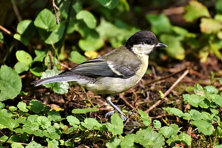 white and black bird on green leaf plant thumbnail