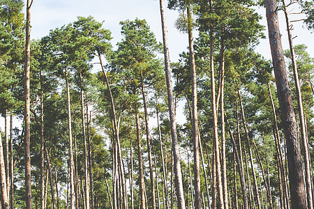 Coniferous Forest Treetops thumbnail