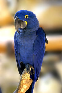 selective photography of blue parrot perching on brown tree branch thumbnail