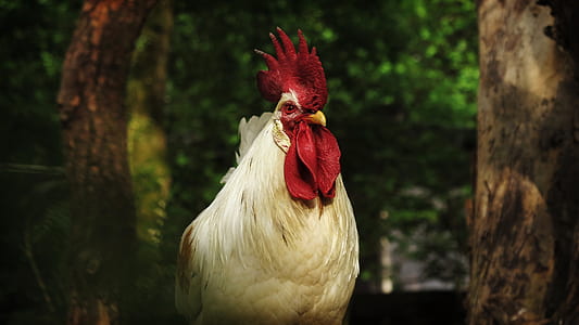 White Rooster thumbnail