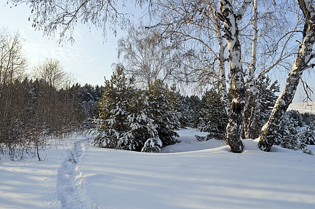 in distant bare tree thumbnail