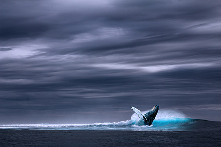 whale jump-out on water painting thumbnail
