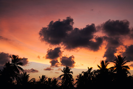 silhouette photo of palm trees thumbnail
