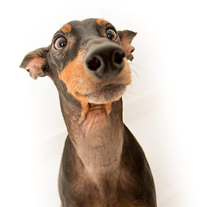 Mini Doberman Pinscher Face Photo thumbnail