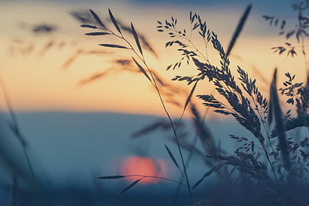 grass in front of sunset thumbnail