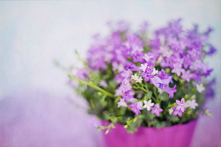 closeup photo of purple petaled flowers in pot thumbnail