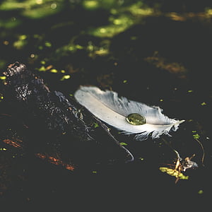 white feather on black tree brand thumbnail