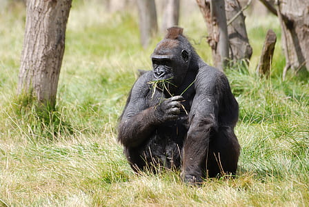 gorilla sitting on grass field thumbnail