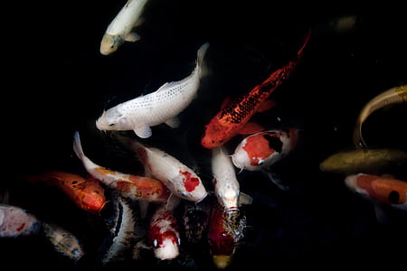 school of koi fish thumbnail