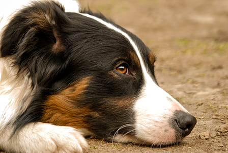 black, white, and tan dog prone lying on floor at daytime thumbnail
