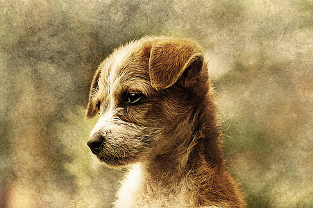 wire-haired Jack Russell Terrier puppy painting thumbnail