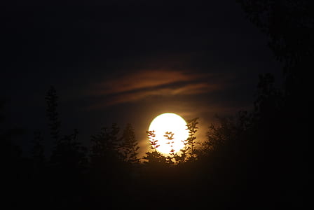 trees under full moon thumbnail
