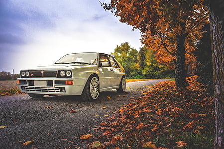white car parking beside maple tree thumbnail