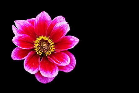 pink Gerbera flower thumbnail