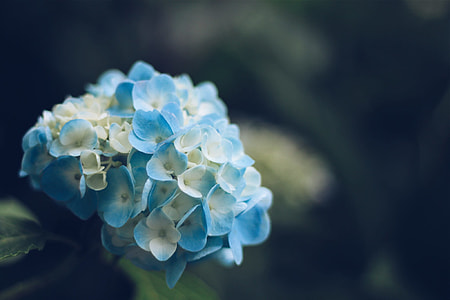 macro photography of blue-and-white petaled flowers thumbnail