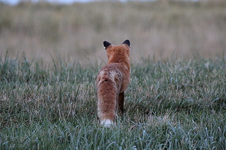 wildlife photography of red fox on grass thumbnail