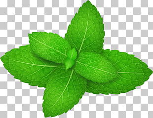 Mentha spicata Peppermint Herb Leaf, green mint leaves, green leafed plant photo PNG clipart