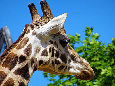 Giraffe Head Beside Green Leafed Tree thumbnail