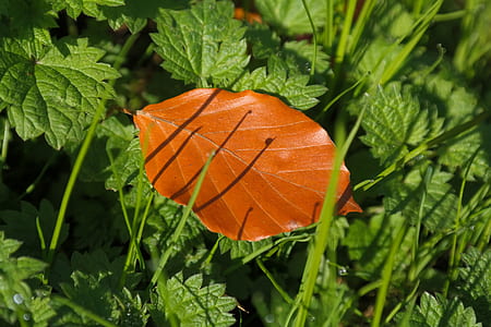 brown leaf on gree plant thumbnail