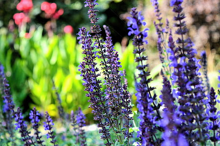 close up photo of lavender flowers thumbnail